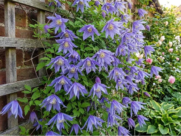 Powojnik Clematis Cecile