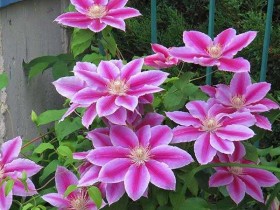 Powojnik Clematis Dr Ruppel