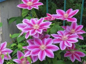Powojnik Clematis Dr Ruppel