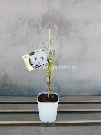 Powojnik Clematis First Light PBR