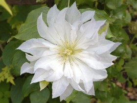 Powojnik Clematis First Love PBR