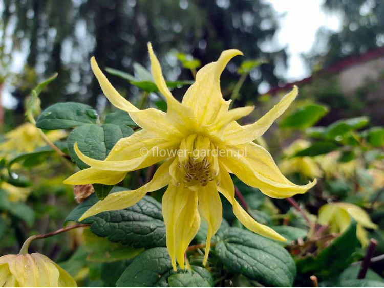 Powojnik Clematis Golden Dream PBR