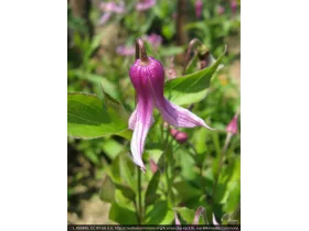 Powojnik Clematis Hanajima