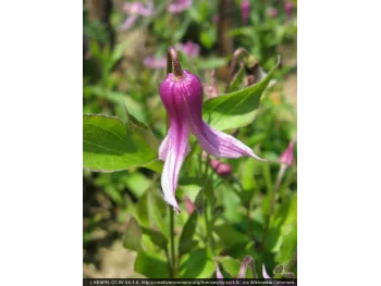 Powojnik Clematis Hanajima