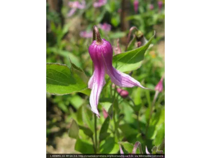 Powojnik Clematis Hanajima