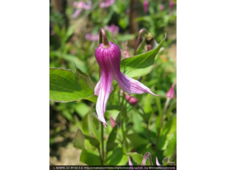 Powojnik Clematis Hanajima