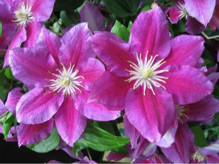 Powojnik Clematis Hania ®