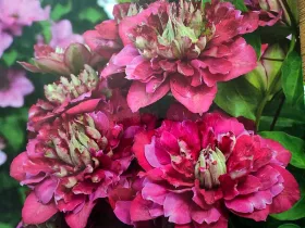 Powojnik Clematis Hot Kisses PBR