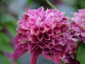 Powojnik Clematis Hot Love PBR