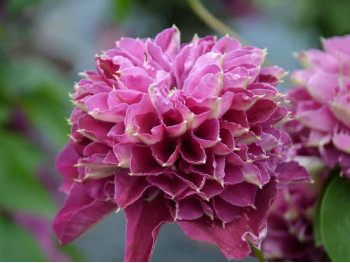 Powojnik Clematis Hot Love PBR