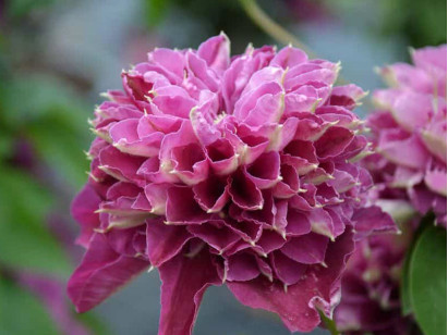 Powojnik Clematis Hot Love PBR