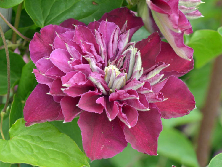 Powojnik Clematis Hot Love PBR