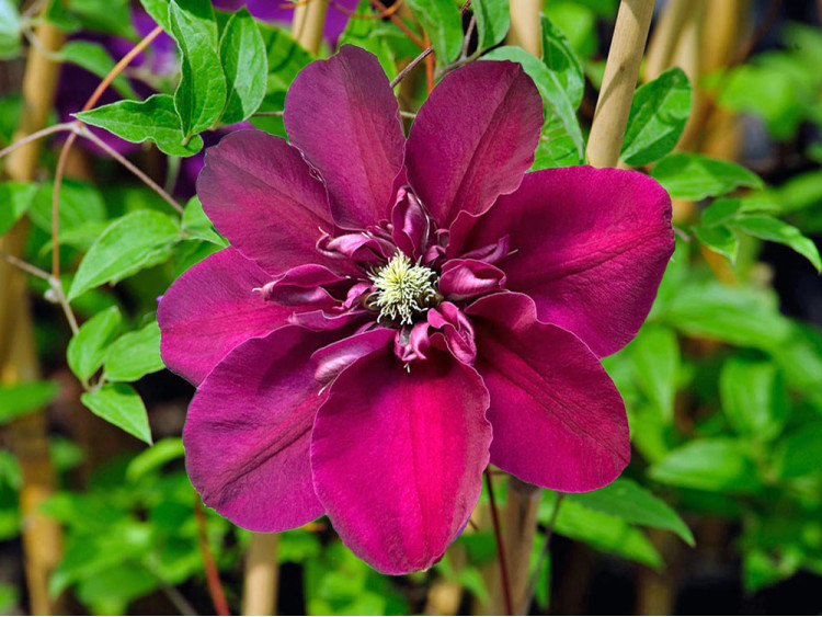 Powojnik Clematis Hot Love PBR