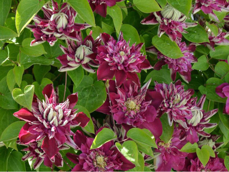 Powojnik Clematis Hot Love PBR