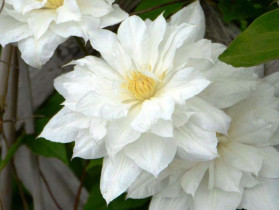 Powojnik Clematis Isago
