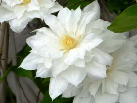 Powojnik Clematis Isago