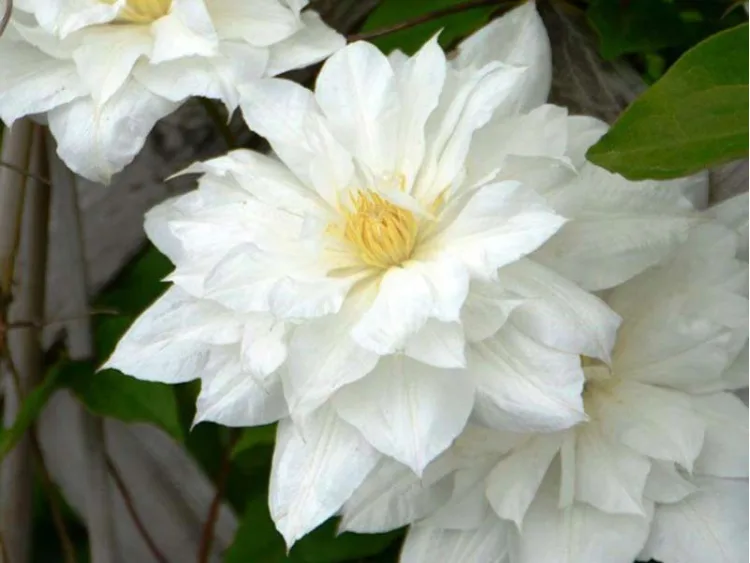 Powojnik Clematis Isago
