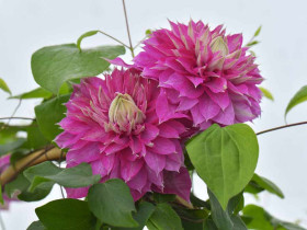 Powojnik Clematis Kaiser ®