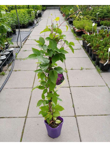 Powojnik Clematis Lech Kaczyński
