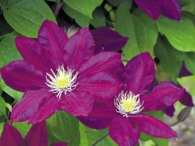 Powojnik Clematis Lech Kaczyński