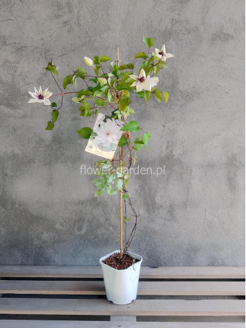 Powojnik Clematis Maria Kaczyńska