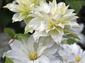 Powojnik Clematis Maria Skłodowska-Curie PBR