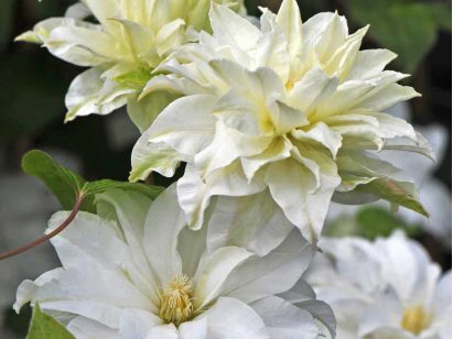 Powojnik Clematis Maria Skłodowska-Curie PBR