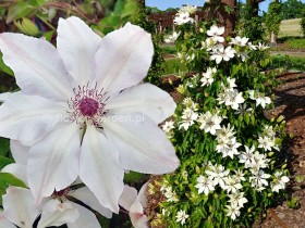 Powojnik Clematis Matka Urszula Ledóchowska