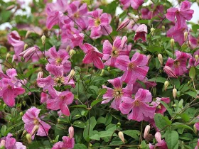 Powojnik Clematis Mazurek