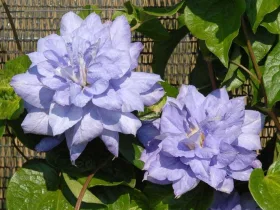 Powojnik Clematis Mazury