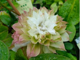 Powojnik Clematis Midori