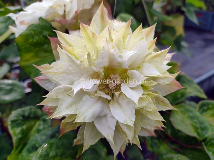 Powojnik Clematis Midori