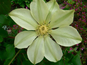 Powojnik Clematis Moonlight (Yellow Queen)