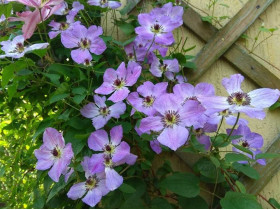 Powojnik Clematis Morning Sky PBR