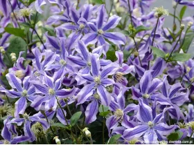 Powojnik Clematis Mystic River PBR