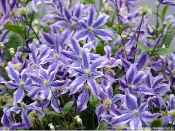 Powojnik Clematis Mystic River PBR