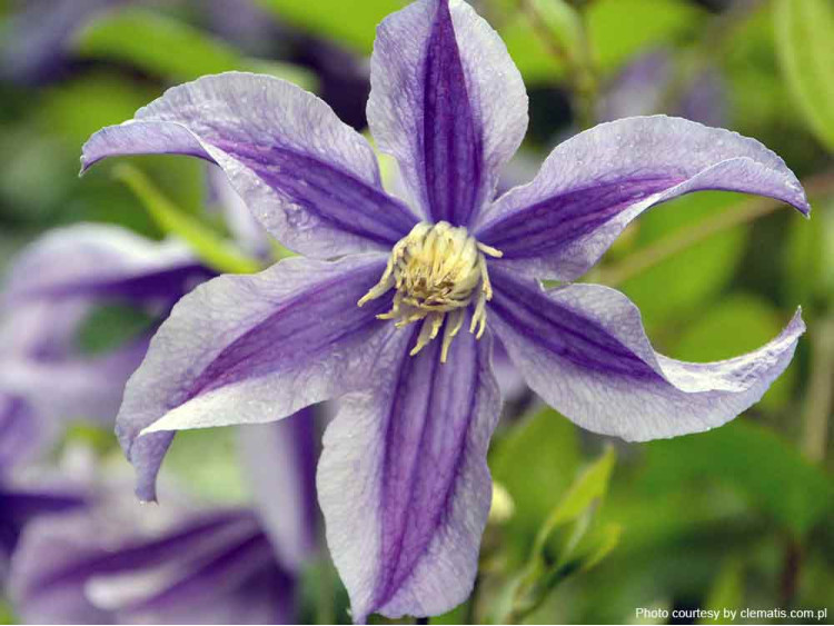 Powojnik Clematis Mystic River PBR