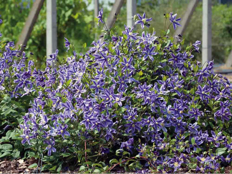 Powojnik Clematis Mystic River PBR
