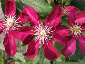 Powojnik Clematis Niobe