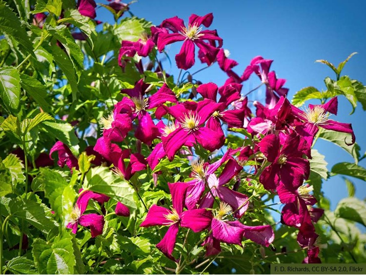 Clematis Niobe sadzonki