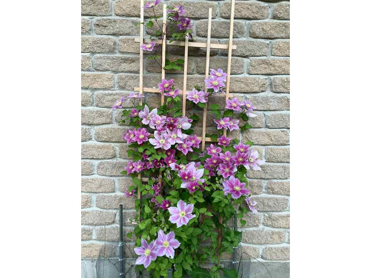 Powojnik Clematis Piilu