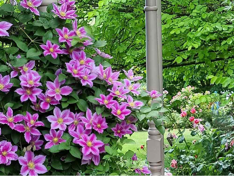 Powojnik Clematis Piilu