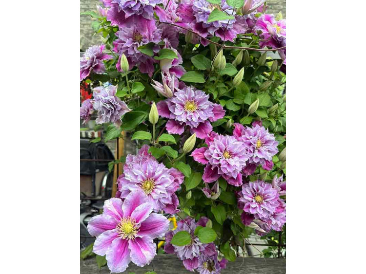 Powojnik Clematis Piilu