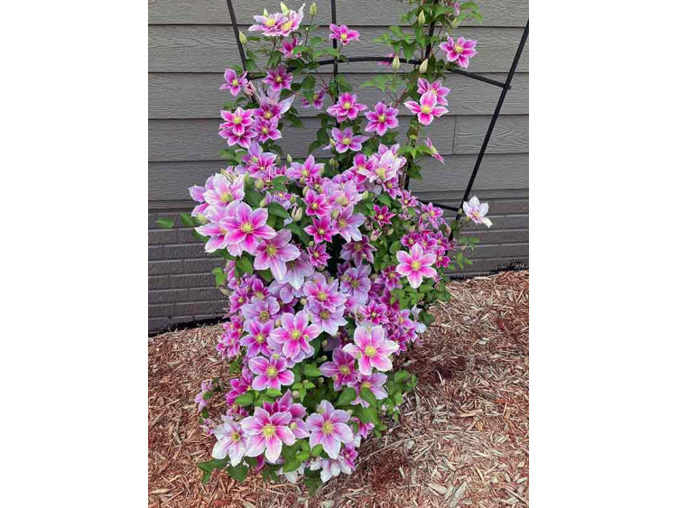 Powojnik Clematis Piilu