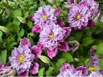 Powojnik Clematis Piilu