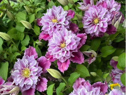 Powojnik Clematis Piilu