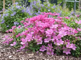 Powojnik Clematis Pink Horizon PBR