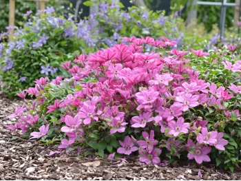 Powojnik Clematis Pink Horizon PBR