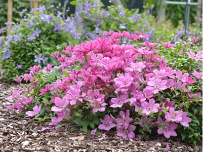 Powojnik Clematis Pink Horizon PBR