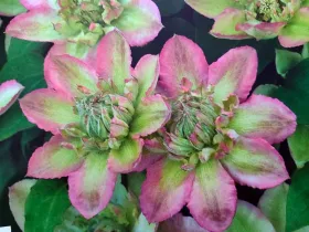 Powojnik Clematis Pistachio Cake PBR
